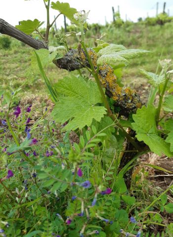 biodiversité